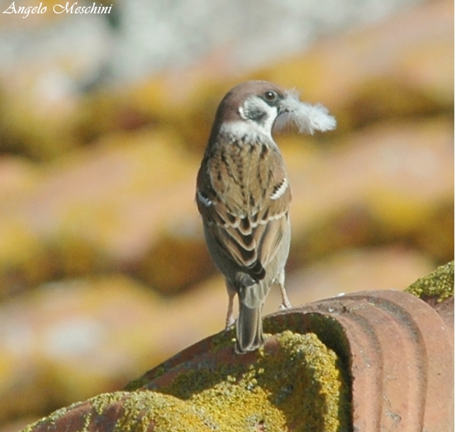 Passera mattugia Passer montanus -  Si discute di Ploceidae.